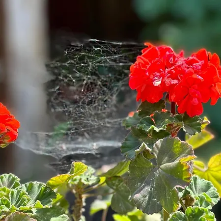 Royal Seacrest Luxe 2b Poolside *