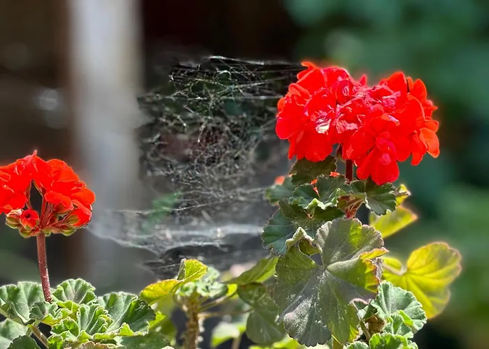 Royal Seacrest Luxe 2b Poolside *